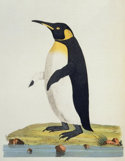Aptenodytes Patagonica, illustrazione da Cimelia Physica. Figure di quadrupedi rari e curiosi, uccelli... pubblicato nel 1796 da John Frederick Miller